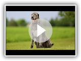 Lobero irlandés o Irish Wolfhound - Hogarmanía